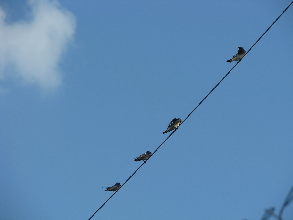 Barn Swallow - ML620618929