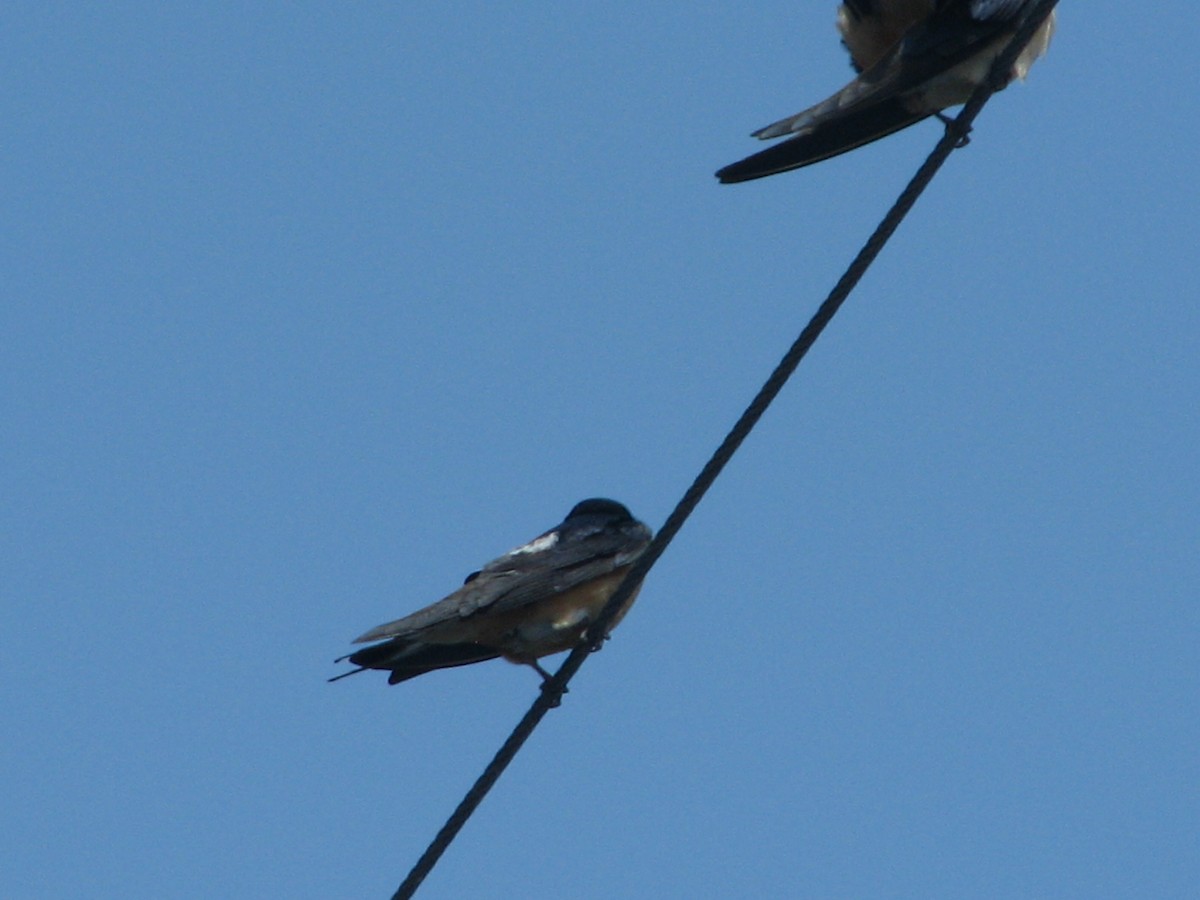 Barn Swallow - ML620618930