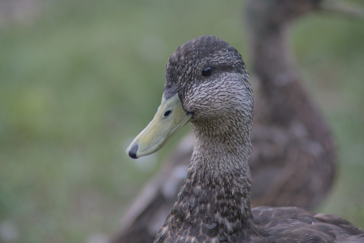 American Black Duck - ML620618932