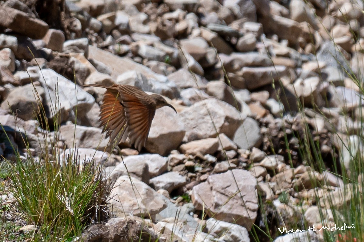 Buff-breasted Earthcreeper - ML620618933