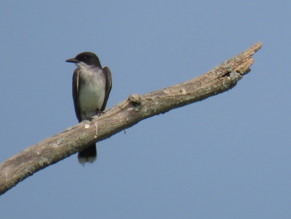 Eastern Kingbird - ML620618935