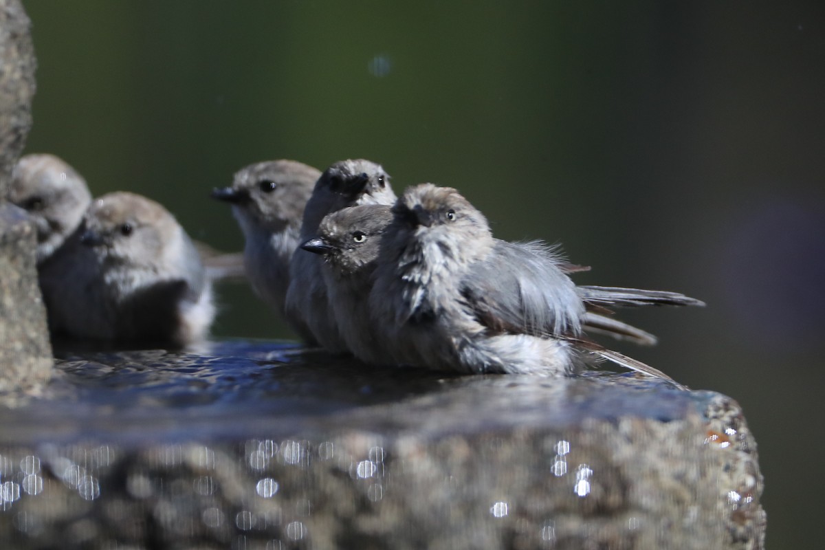 Bushtit - ML620618939