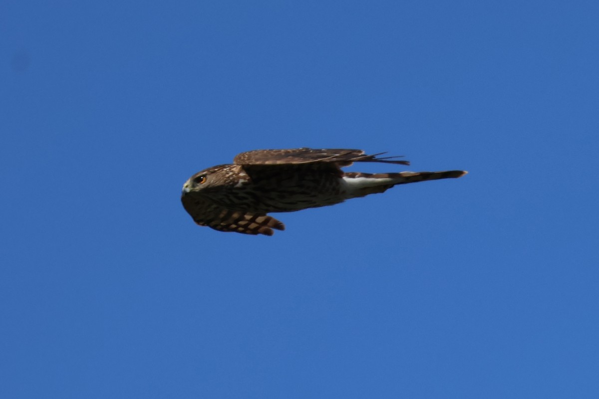 Cooper's Hawk - ML620618941