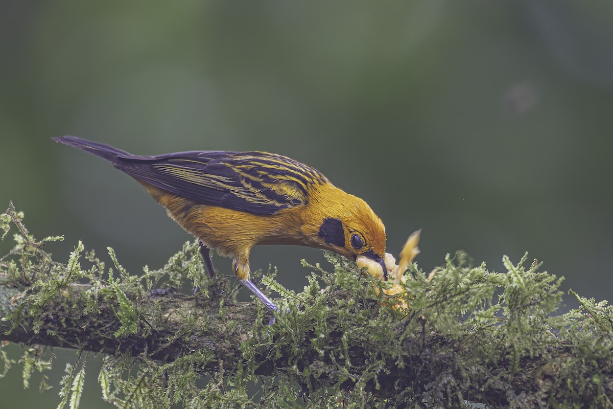 Golden Tanager - George Roussey