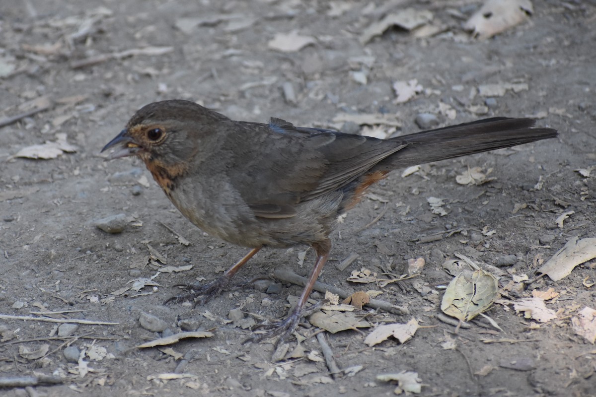 California Towhee - ML620618943