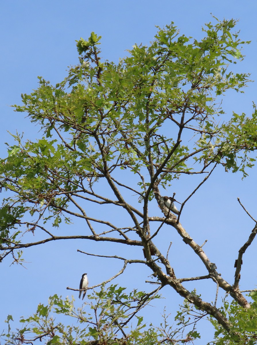 Golondrina Bicolor - ML620618944