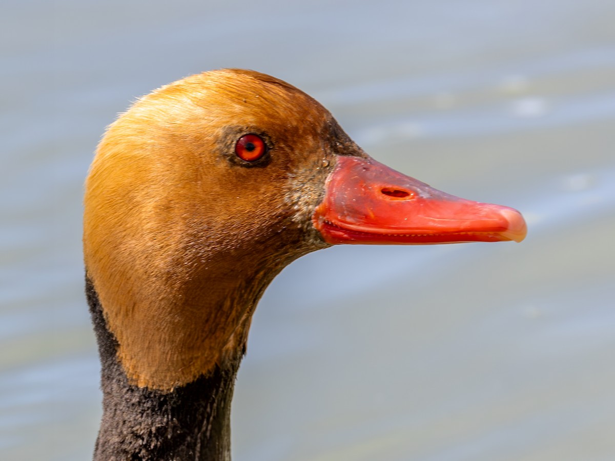 Red-crested Pochard - ML620618945