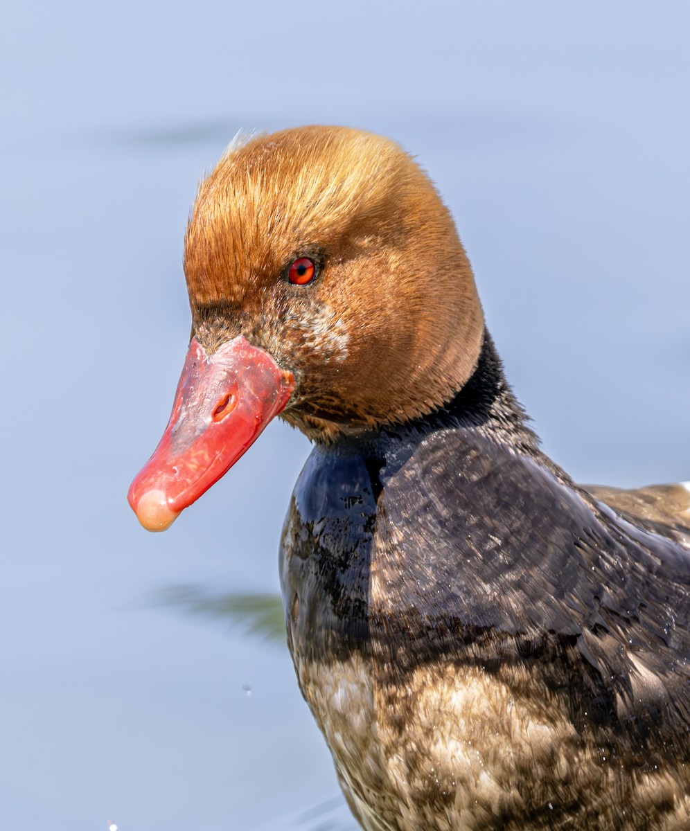 Red-crested Pochard - ML620618946