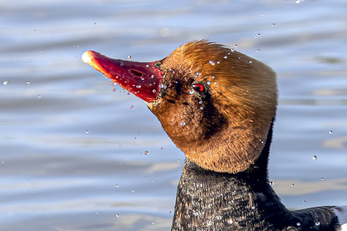 Red-crested Pochard - ML620618947