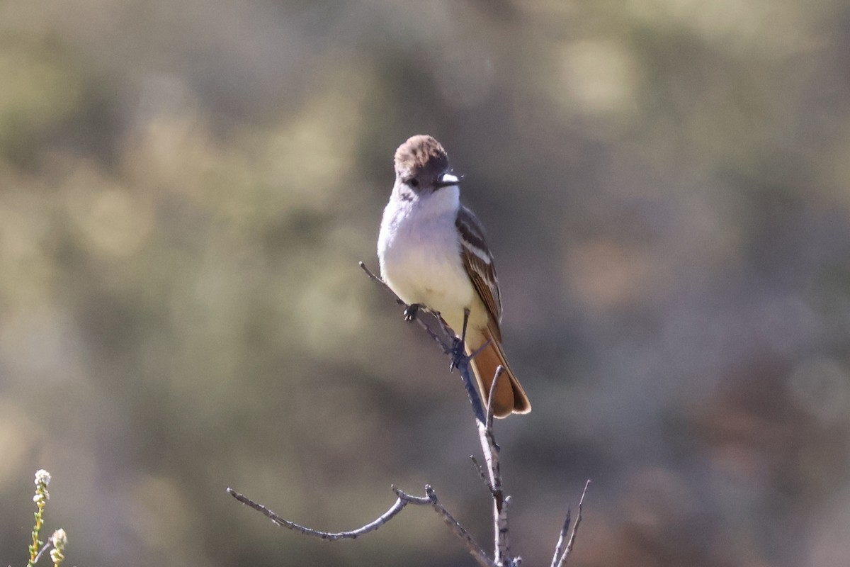 Ash-throated Flycatcher - ML620618951