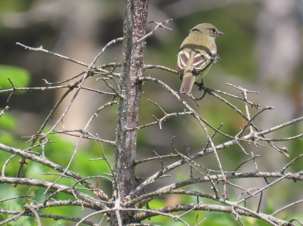 Alder Flycatcher - ML620618954