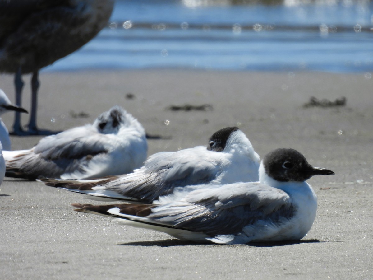 Bonaparte's Gull - ML620618955