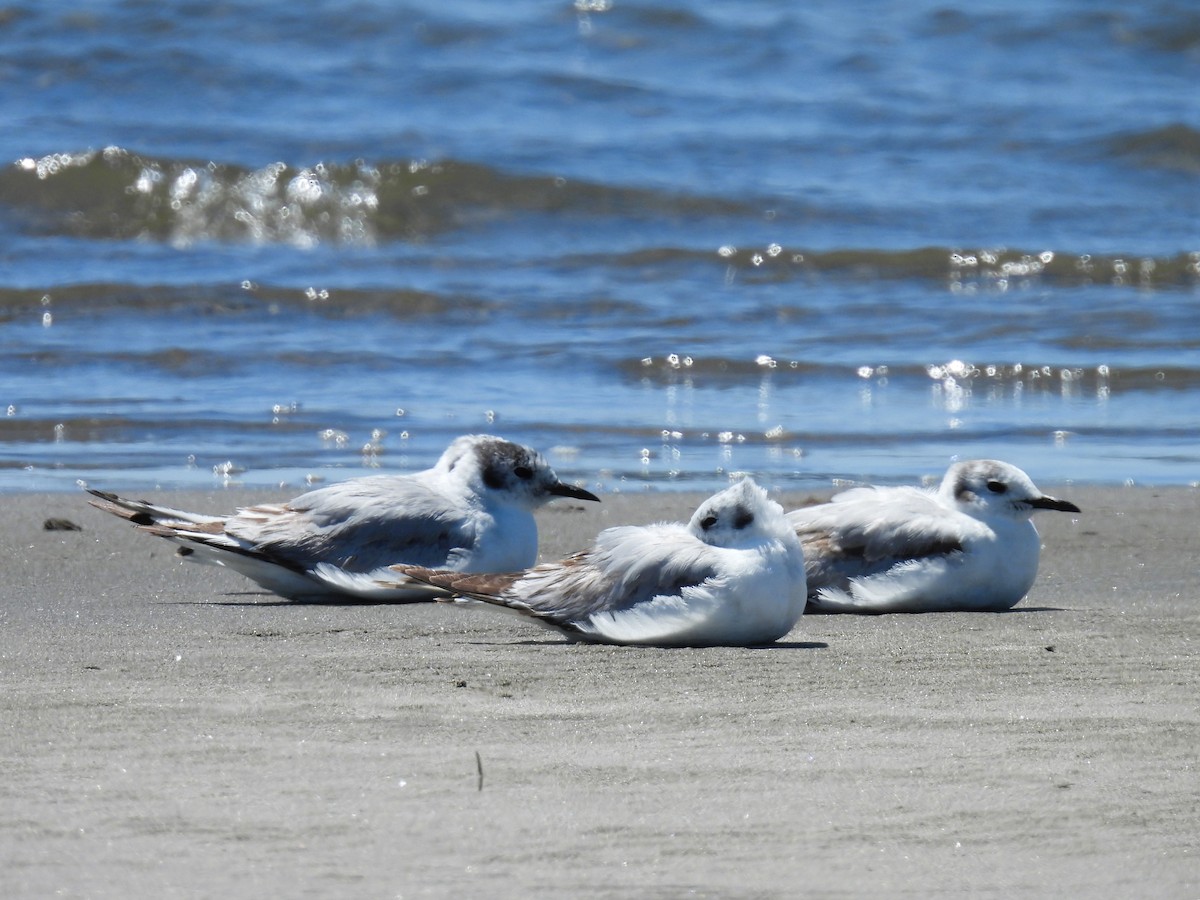 Bonaparte's Gull - ML620618956