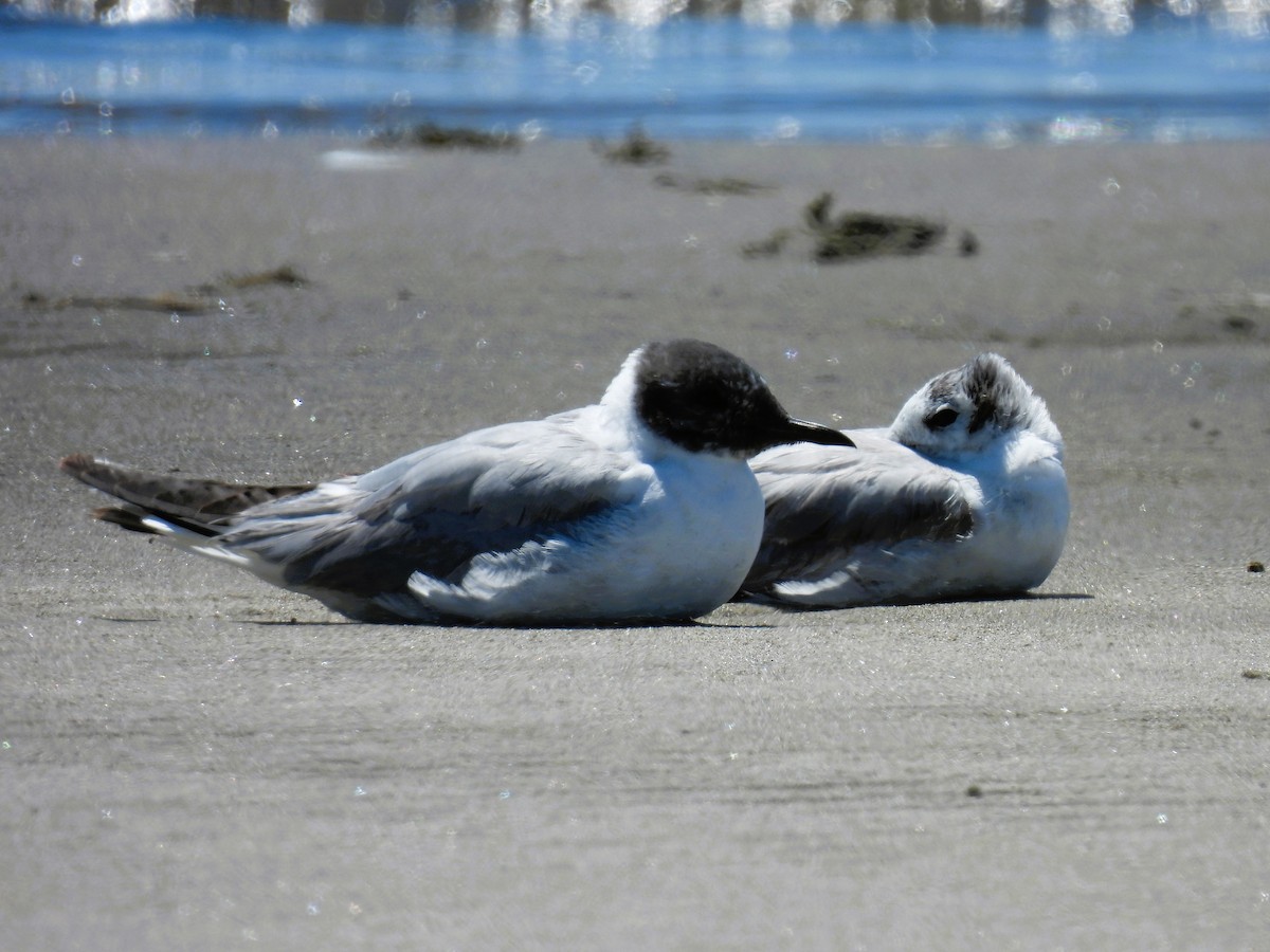 Bonaparte's Gull - ML620618957