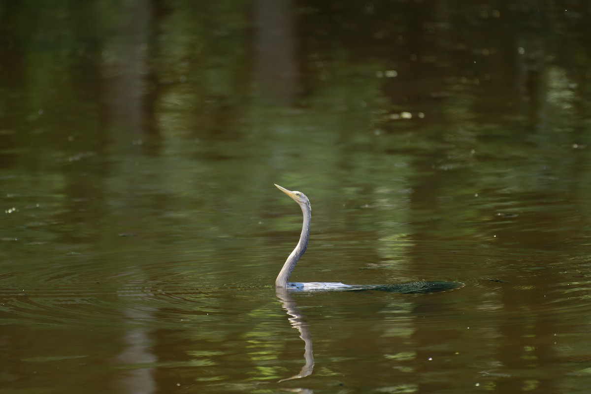 Amerika-Schlangenhalsvogel - ML620618960