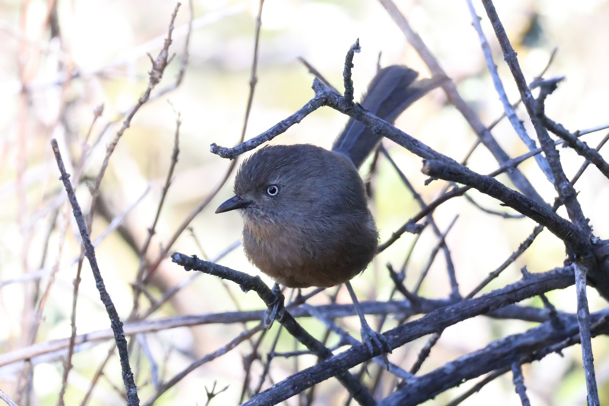 Wrentit - ML620618964