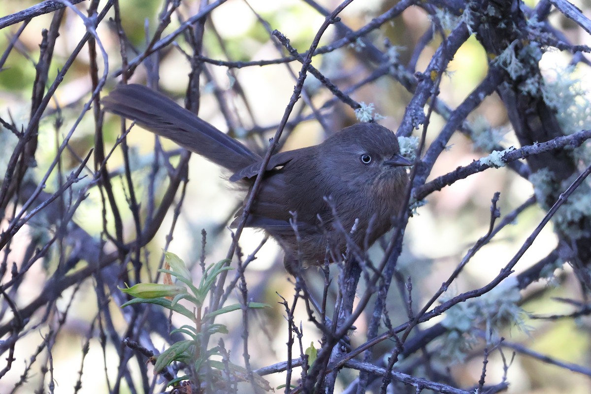 Wrentit - ML620618965