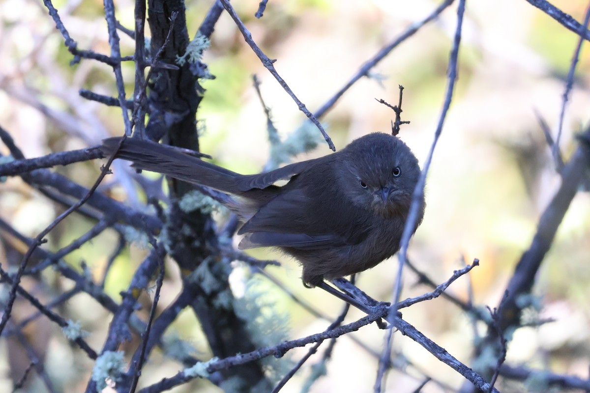 Wrentit - ML620618966