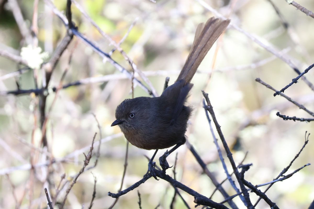 Wrentit - Eric Cameron