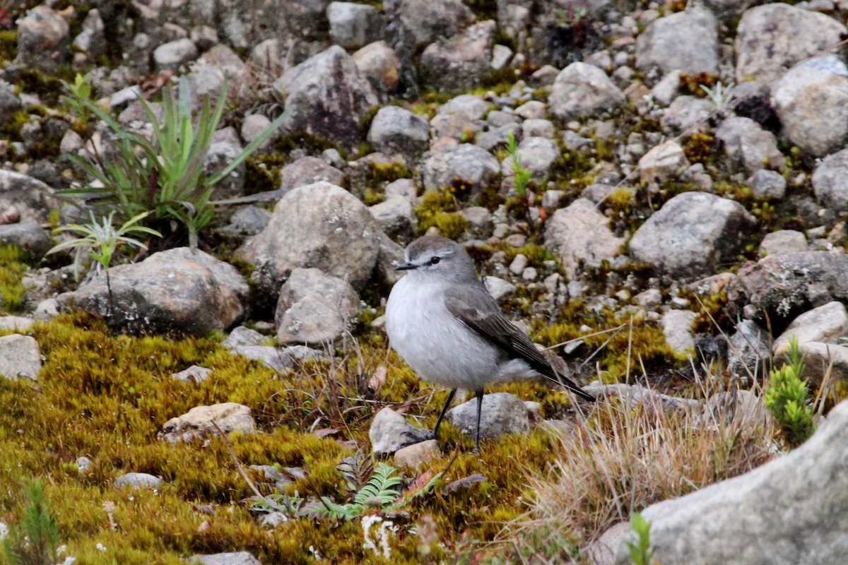 Paramo Yer Tiranı - ML620618970