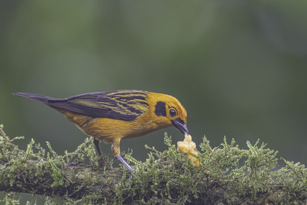 Golden Tanager - ML620618972