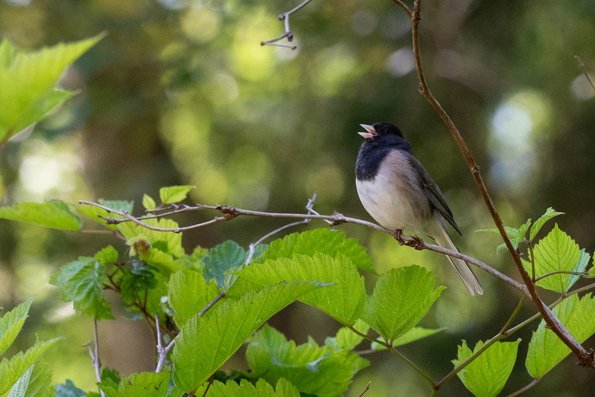 Dark-eyed Junco - Danielle Peralta