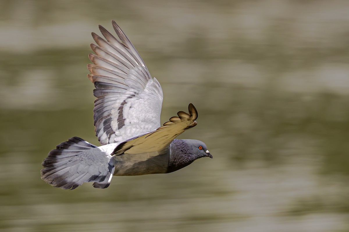 Rock Pigeon - ML620618974