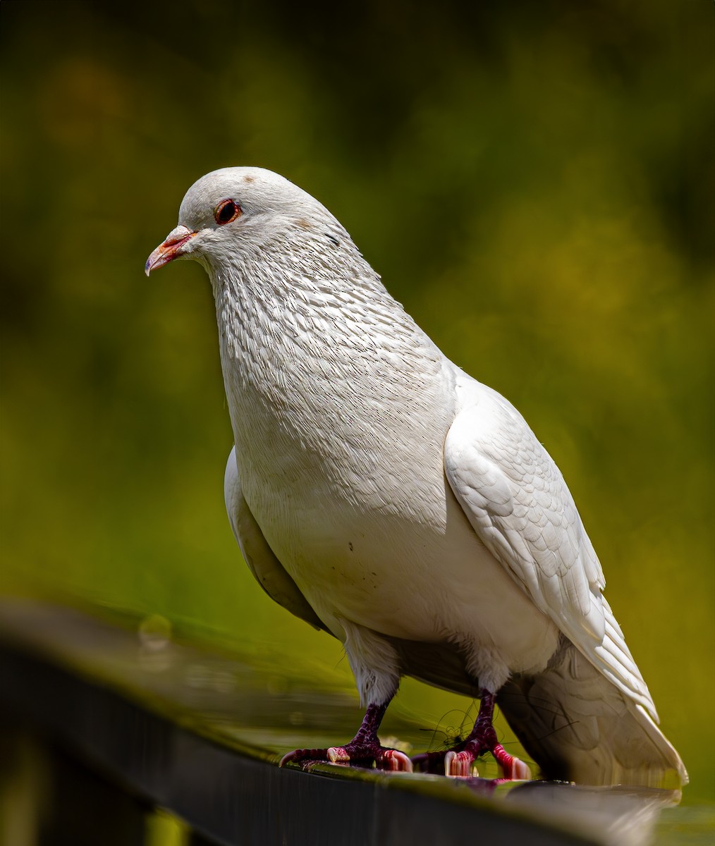 Rock Pigeon - ML620618975