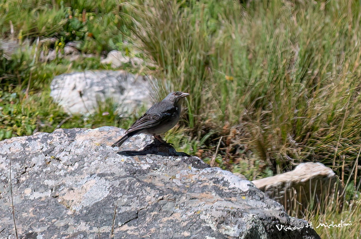 Boulder Finch - ML620618976