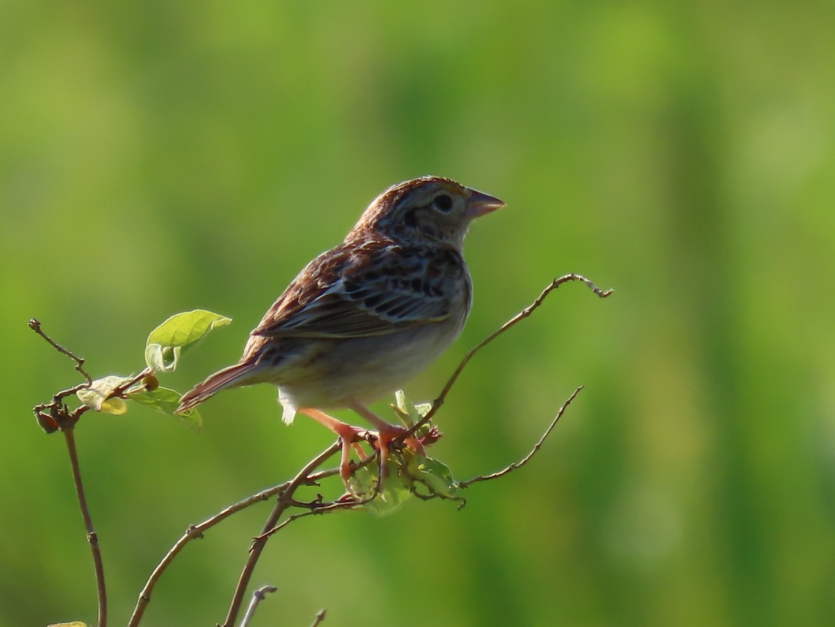 Grasshopper Sparrow - ML620618977