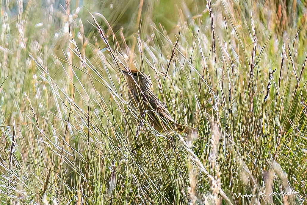 Synallaxe à queue marbrée - ML620618978