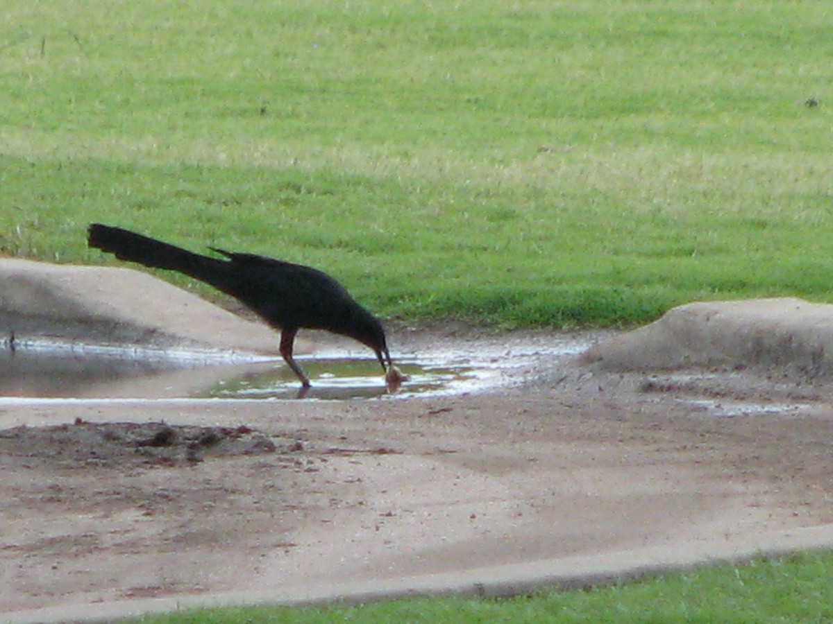 Great-tailed Grackle - ML620618979