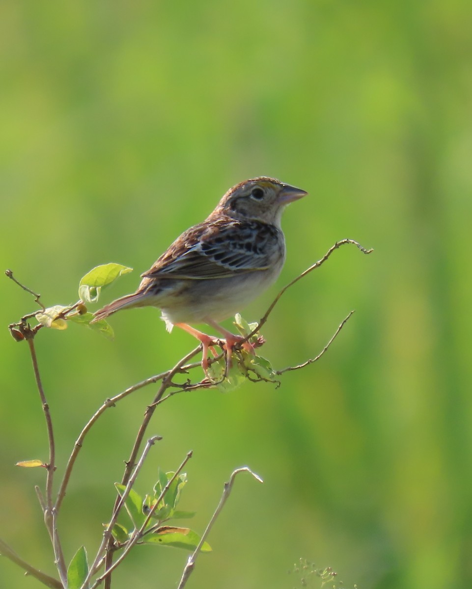 Grasshopper Sparrow - ML620618980