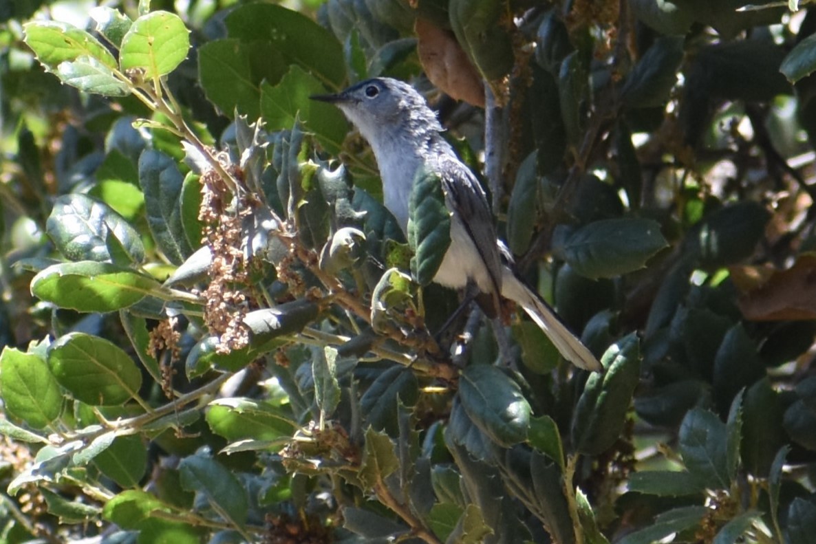 Blue-gray Gnatcatcher - ML620618982