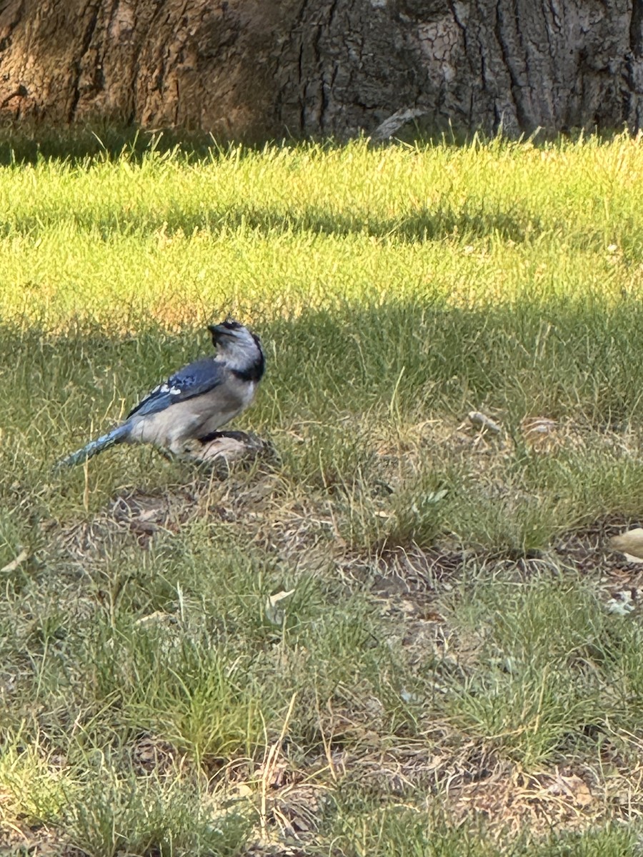 Blue Jay - ML620618983