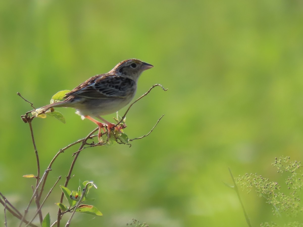 Grasshopper Sparrow - ML620618985
