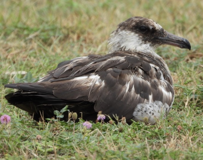 Pomarine Jaeger - Caley Thomas