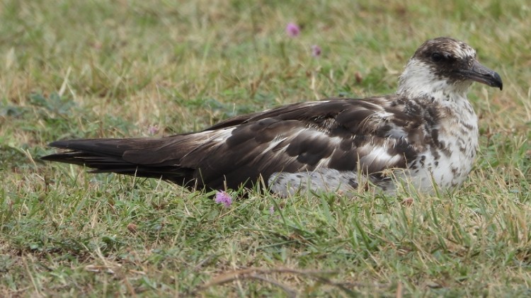 Pomarine Jaeger - ML620618988