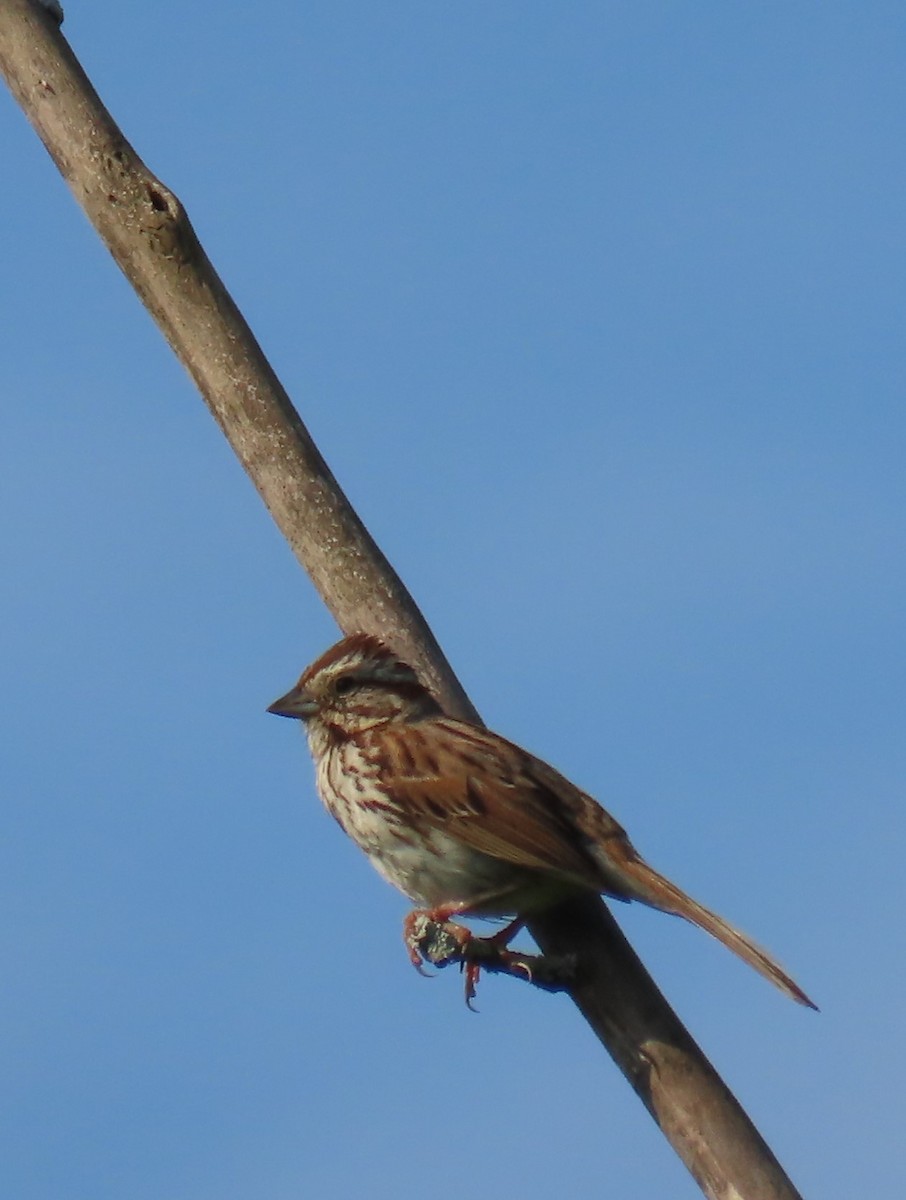 Song Sparrow - ML620618991