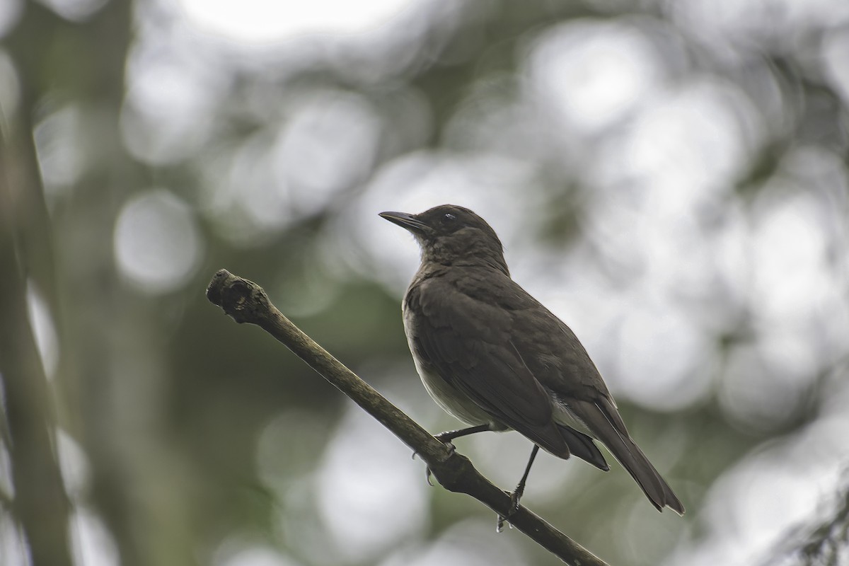 Black-billed Thrush - ML620618992