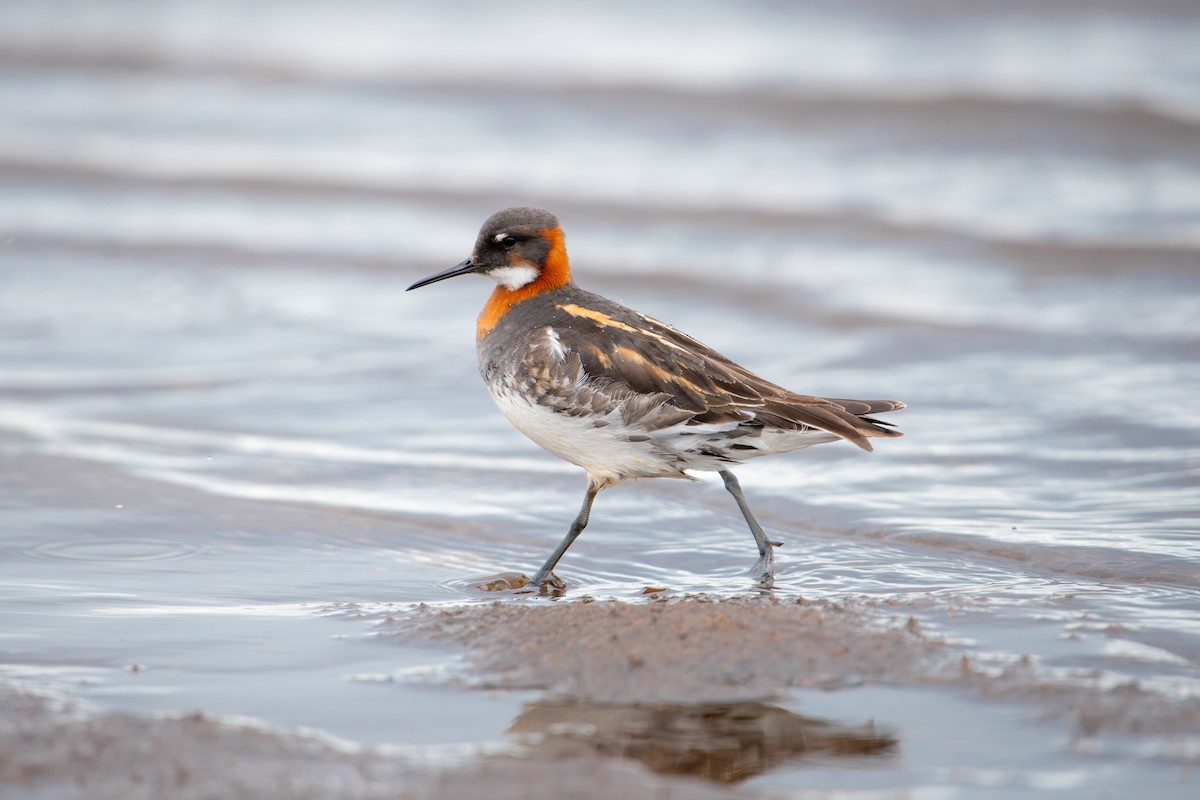 Red-necked Phalarope - ML620618993