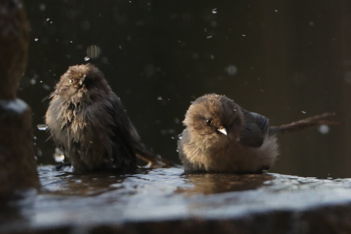 Bushtit - ML620618995