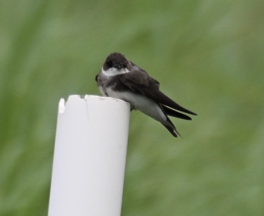 Bank Swallow - ML620618996