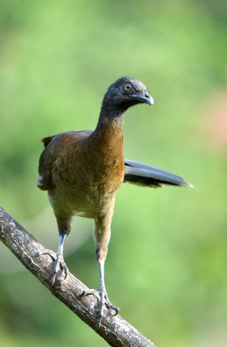 Chachalaca Cabecigrís - ML620618999