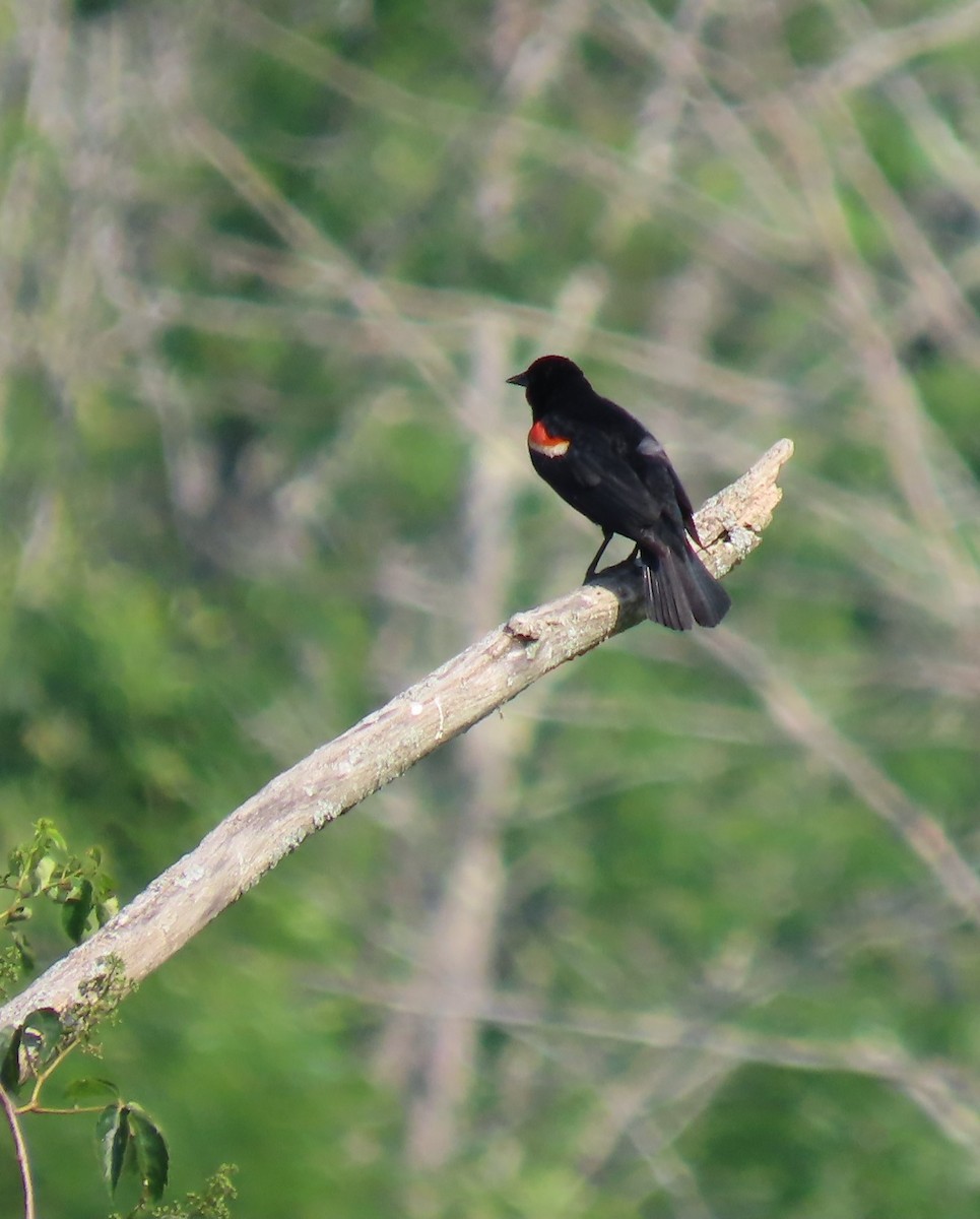 Red-winged Blackbird - ML620619013