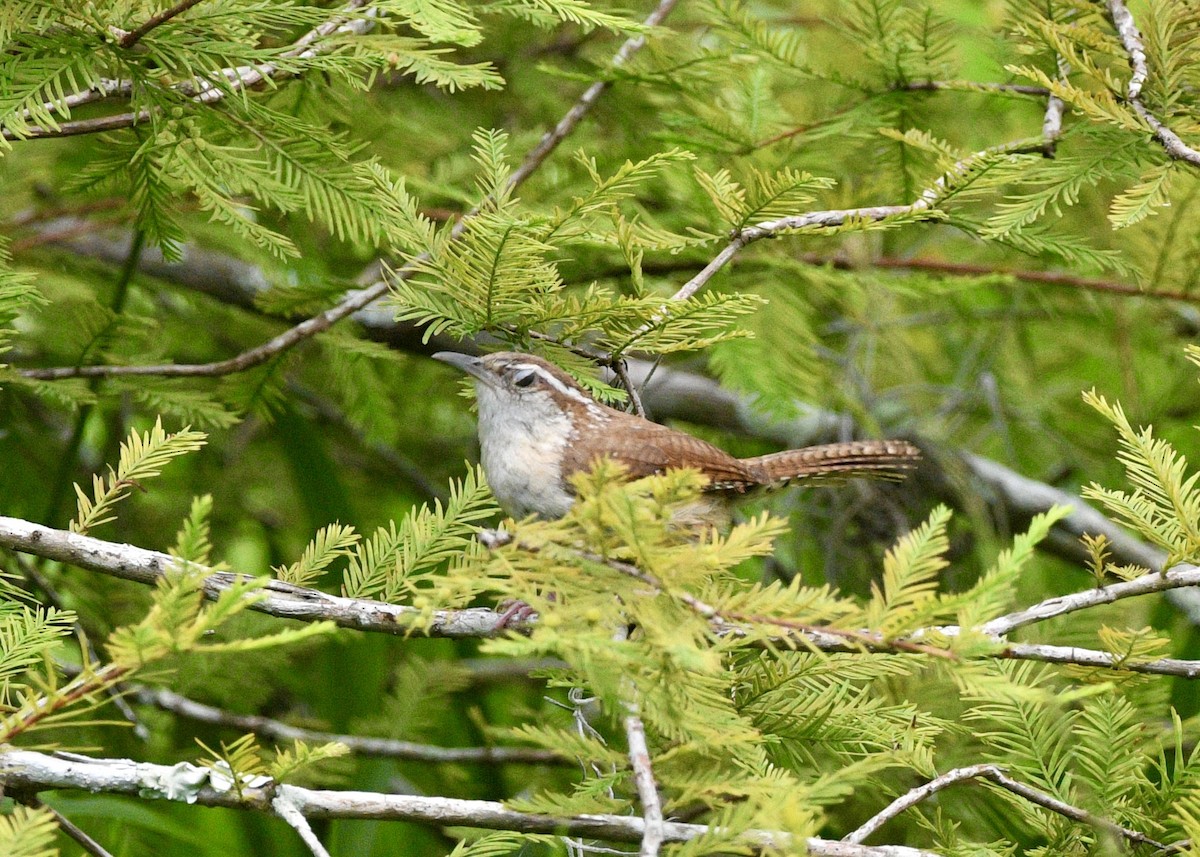 Carolina Wren - ML620619015