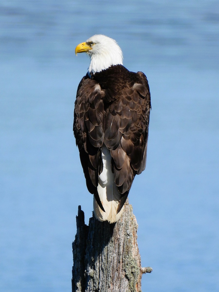 Bald Eagle - ML620619020