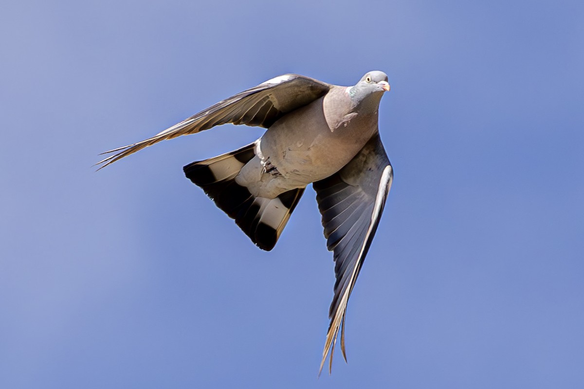 Common Wood-Pigeon - ML620619022