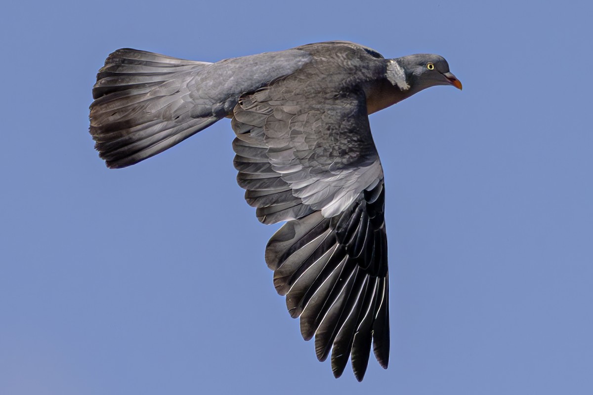 Common Wood-Pigeon - ML620619023