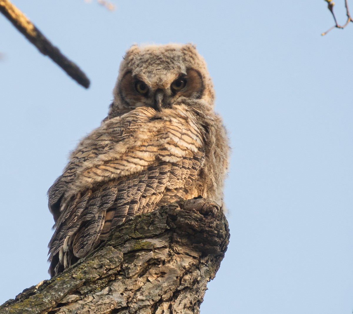Great Horned Owl - ML620619024